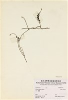 藏品(臺灣山黑扁豆)的圖片